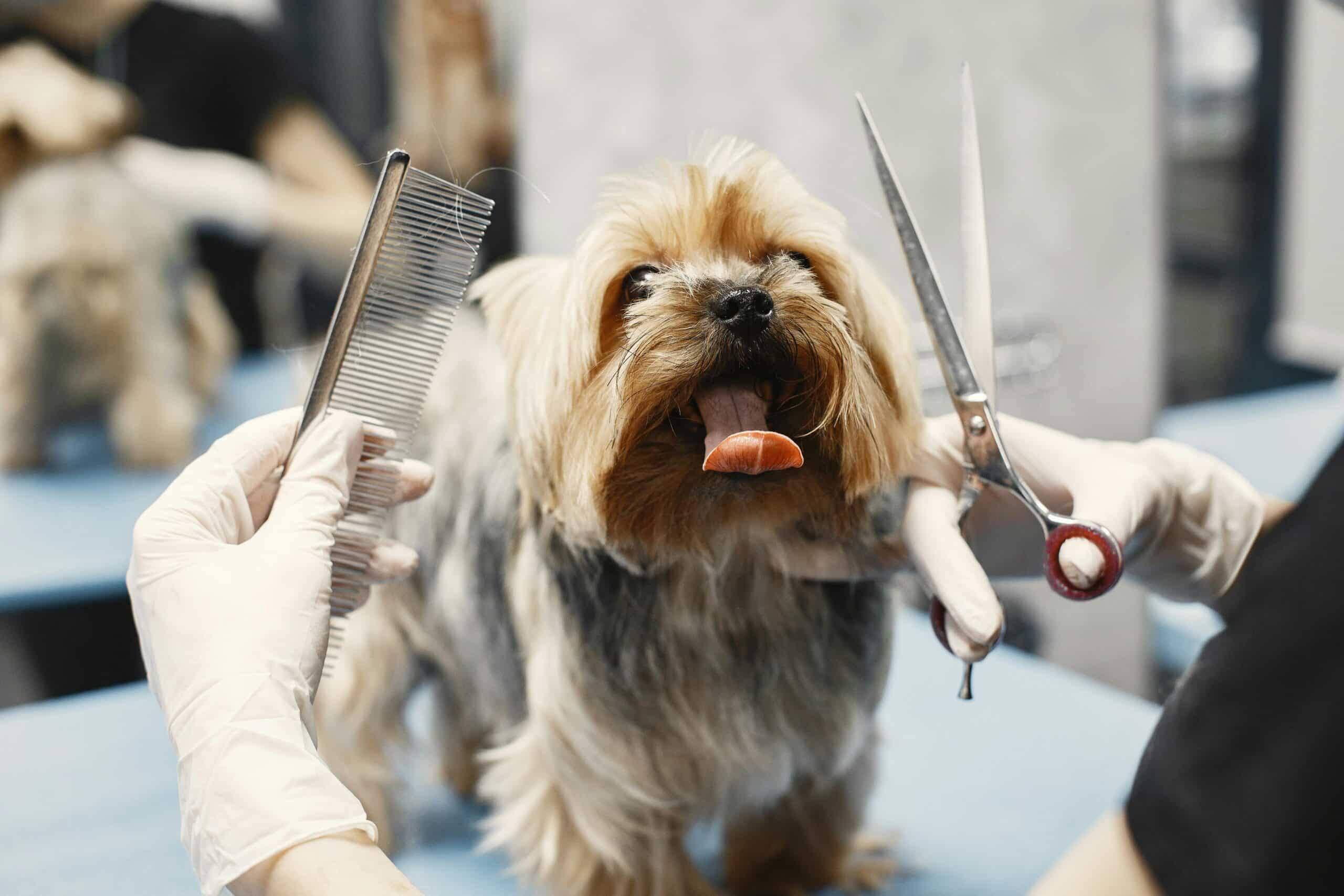 Benefits of Spa Procedures for Pet Health and Well-being