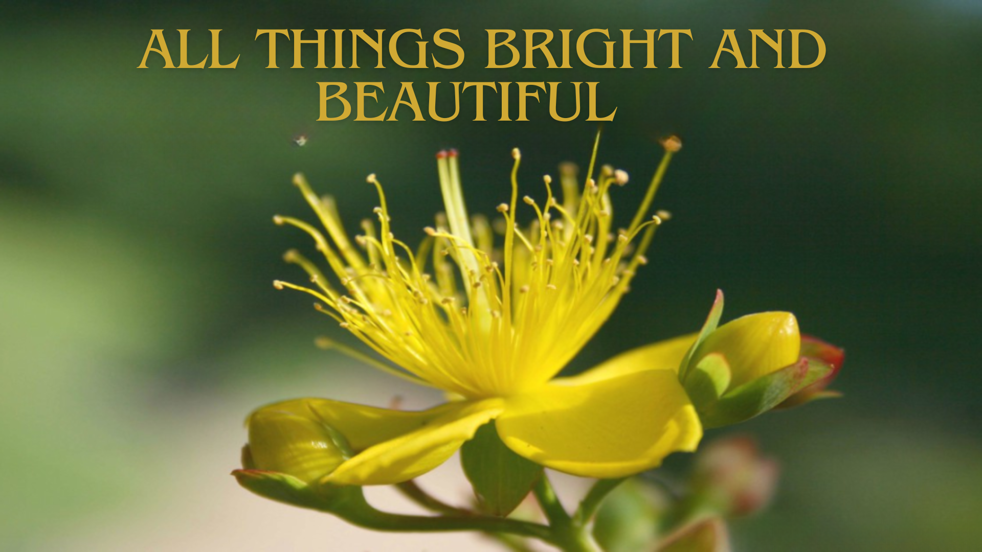 Read the Lyrics of All Things Bright and Beautiful