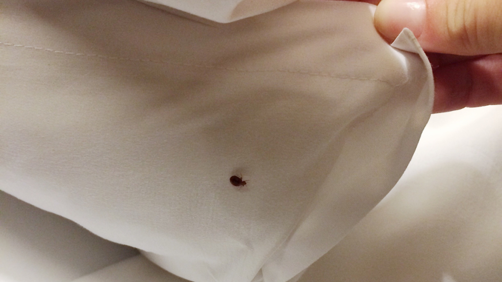 Getting Devoured While You Sleep? Notice the Signs and Stop Bed Bugs Forever