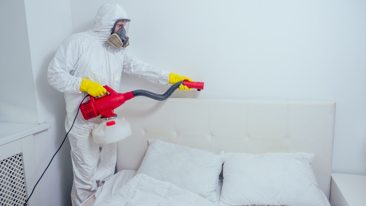 Getting Devoured While You Sleep? Notice the Signs and Stop Bed Bugs Forever