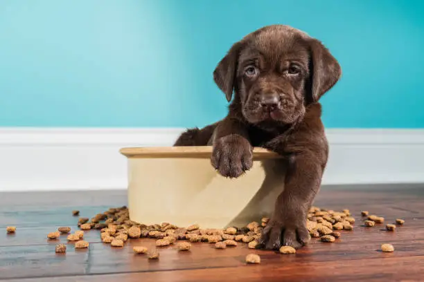 Brown puppy in large food bowl surrounded by scattered kibble on wooden floor
