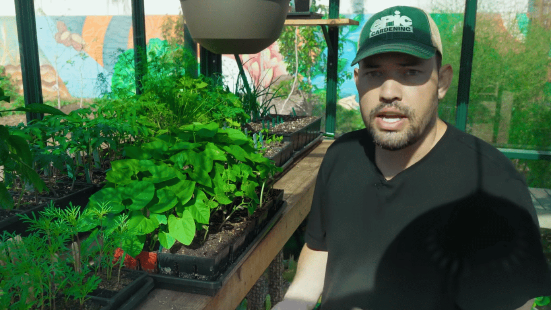 man in a gardening cap speaks inside a greenhouse beside trays of leafy seedlings growing on a wooden bench