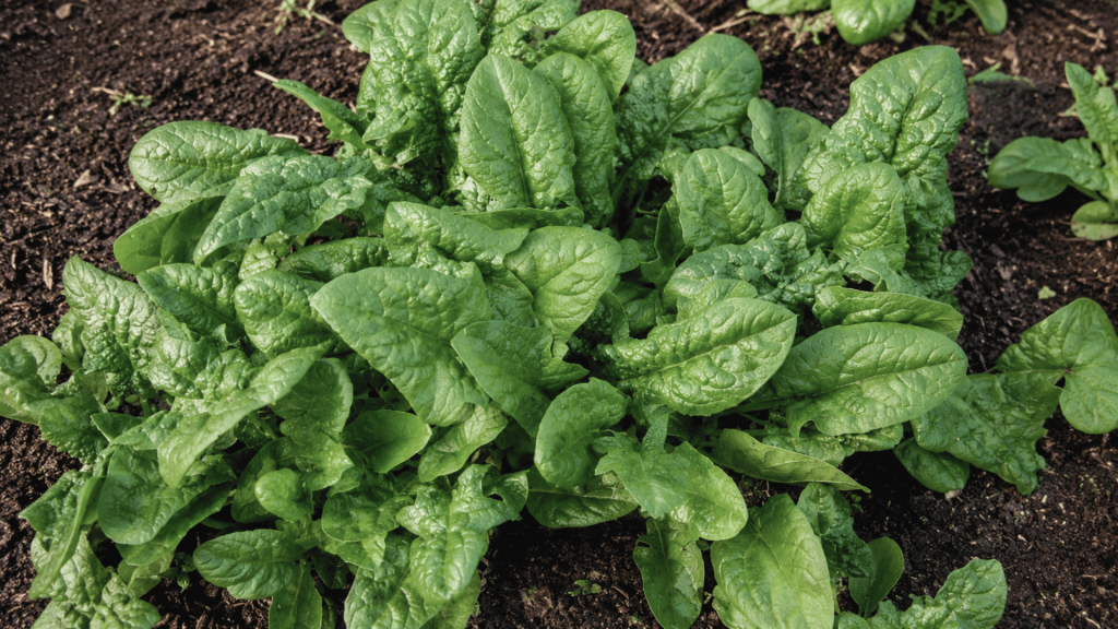 healthy spinach crops with broad green textured leaves growing closely together in rich dark moist garden soil