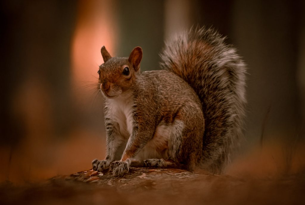 What an Animal Invasion Costs Homeowners
