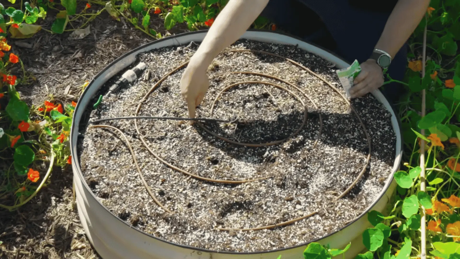 hands arrange coiled drip irrigation tubing across loose soil inside a round raised garden bed among flowering plants