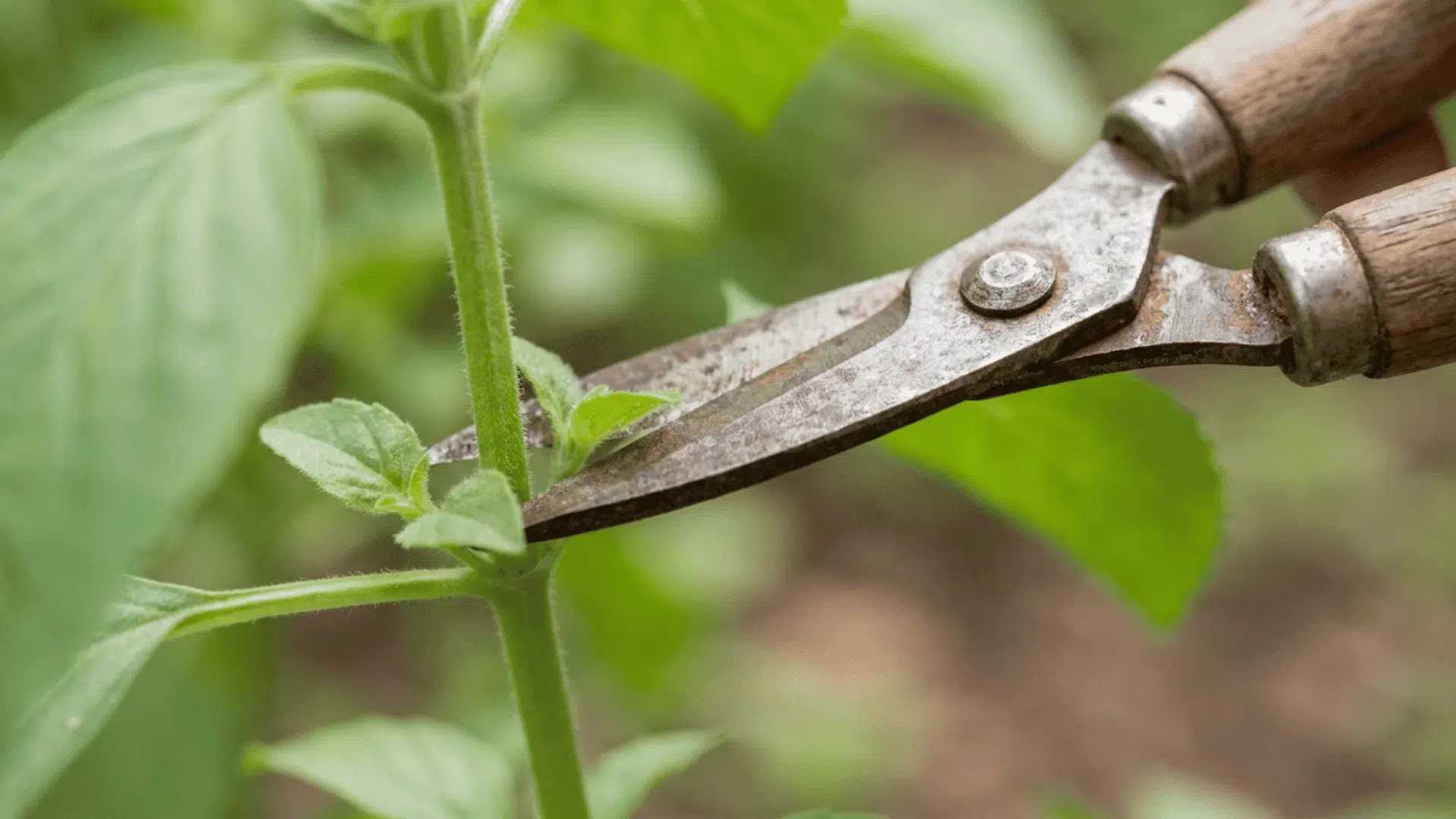 small garden scissors positioned just above a leaf node on a basil stem ready to cut