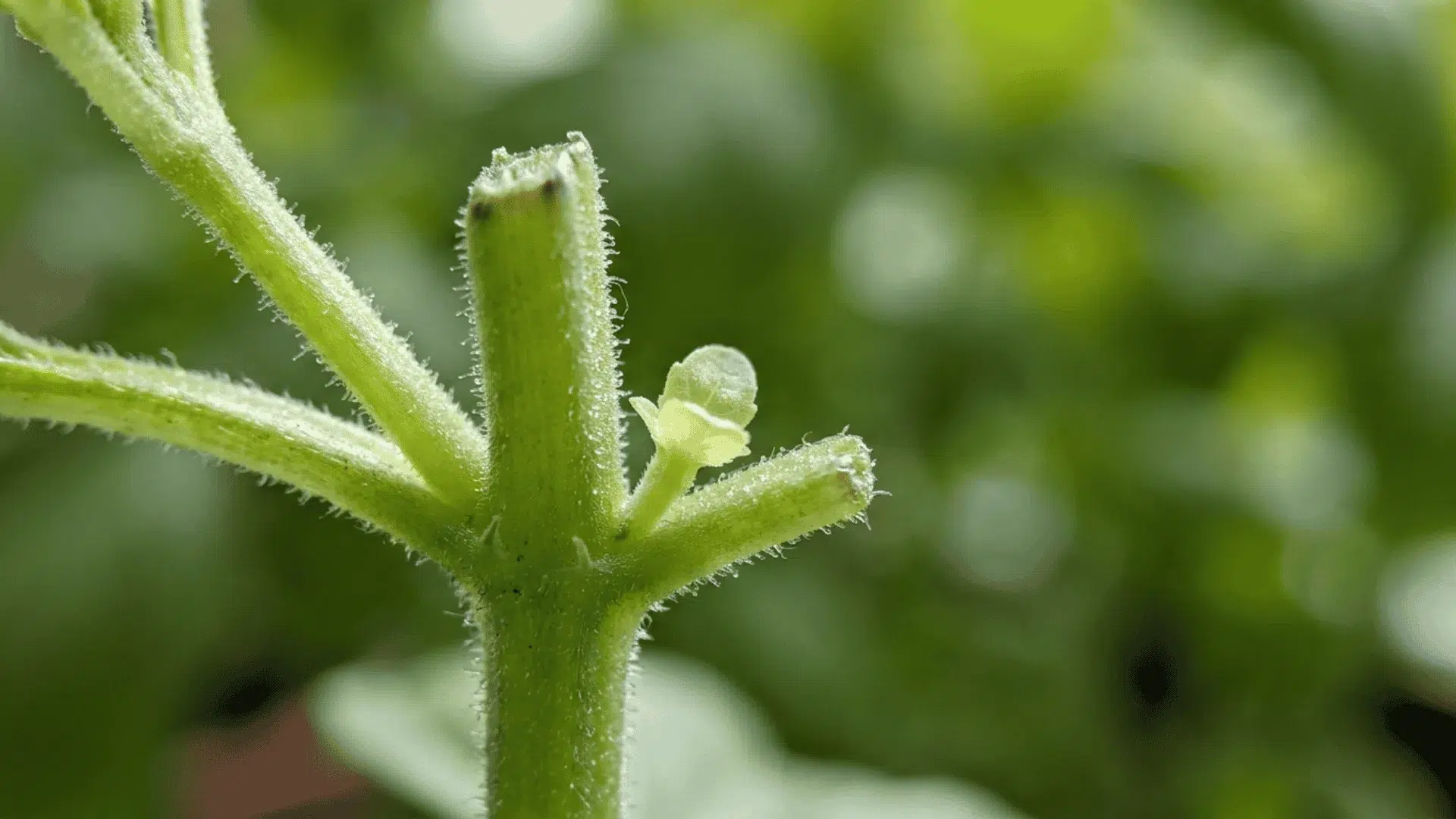 close up of a basil stem showing two new branches growing from a leaf node after being cut