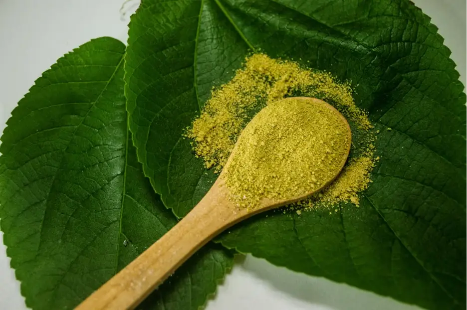 Wooden spoon with yellow powder on large green leaves in close-up view