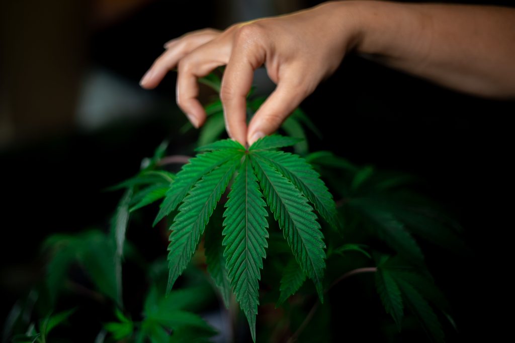 Marijuana’s Health Benefits and Risks: What the Research Actually Says