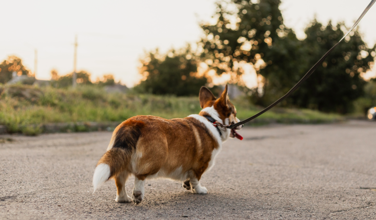 Corgi on a leash walking along a rural road at sunset